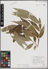 Foto von Salix fragilis L.